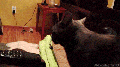 the-absolute-best-gifs - this is where i’d keep my scratching...