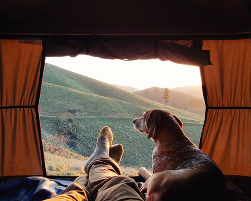 survivalsmartsblog - boredpanda - “Camping With Dogs”...