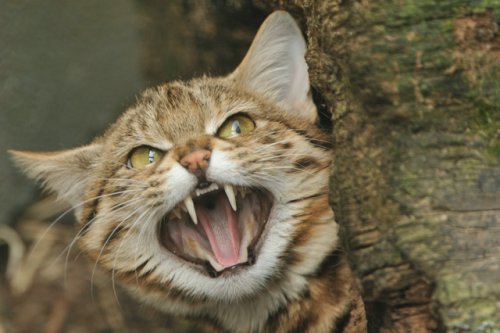 roundhousechick - bigcatwildcat - Ah, the Black-footed cat (Felis...