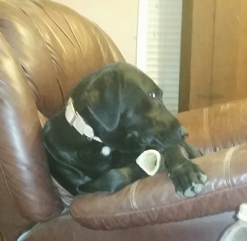 She has the recliner. She has the bone. Then she realized the...