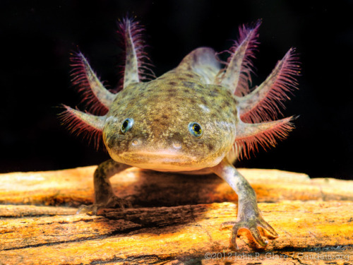lovingexotics - Axolotl Ambystoma Mexicanum Source - Here