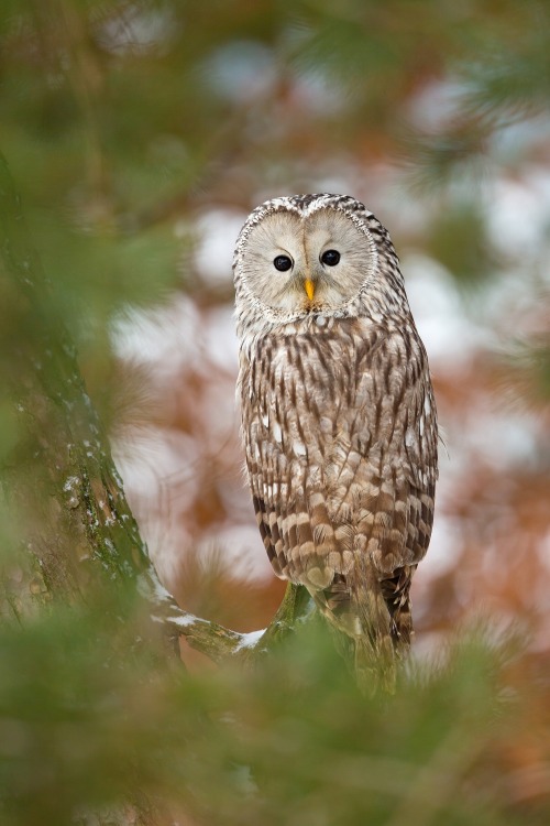 beautiful-wildlife - Ural Owl by Milan Zygmunt