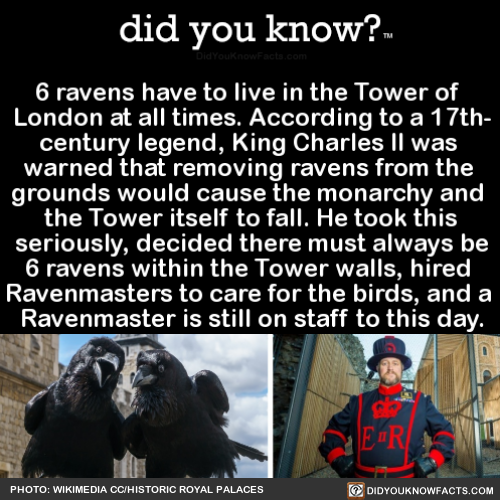 6-ravens-have-to-live-in-the-tower-of-london-at