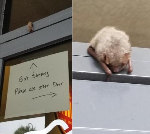 dirtyriver - Three bats are squatting the porch of my cousin’s...