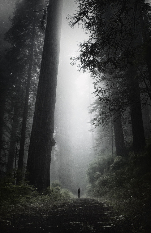 folklifestyle:Lost in the Old Growth by Peter Jamus on Flickr...