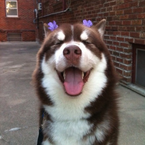 fluffygif - A dog will teach you unconditional love. If you...