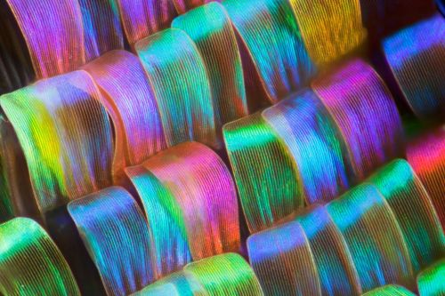 geneticist - Butterfly wings photographed with a macro lens by...