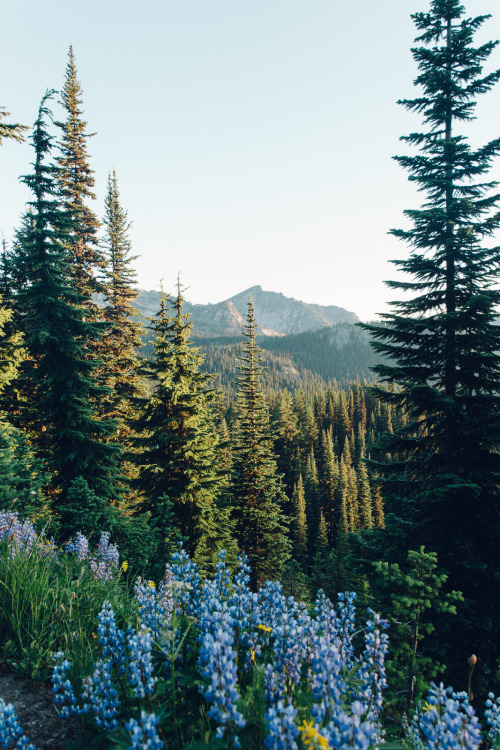 photosbygriffin:Wildflowers in bloom. Mount Rainier National...