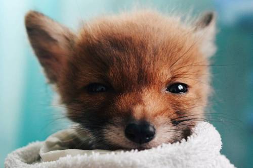 everythingfox - Sunny the Fox