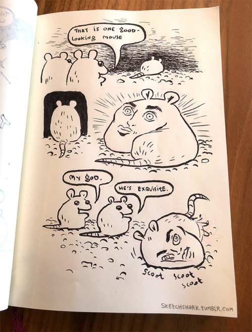 tabby-bunny - sketchshark - I drew a series of graceful animals...