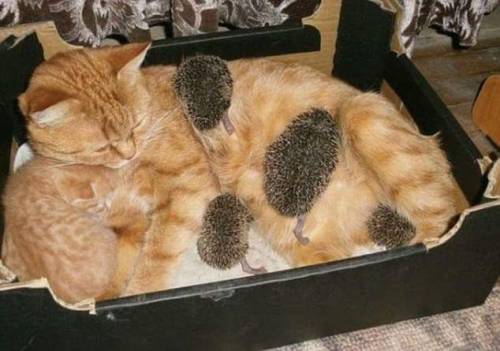 blackmorgan - Mama ginger kitty adopts four orphaned baby...