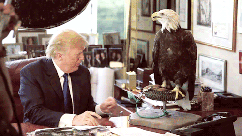 sandandglass:Donald Trumpgets attacked by an eagle.This...