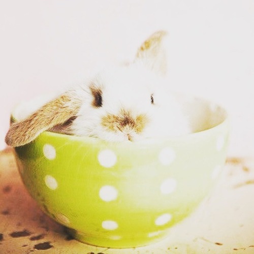 adorable-bunnies - ❤️