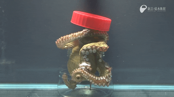 this-that-and-other-crap - gwenbeauregard - seatrench - Octopus...