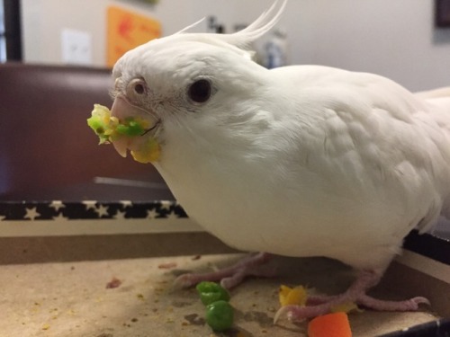 sweetiesugarbird - This local girl is given vegetables…. the...