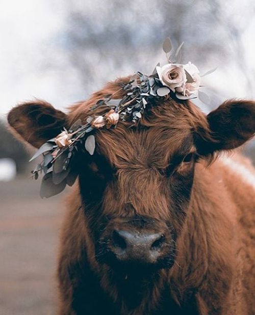 sunandrunn - laicawitch - gulltown - ainawgsd - Cows with Flower...