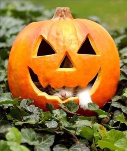 congenitaldisease - A cat having a nap inside of a pumpkin.