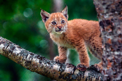 laughterkey - adulthoodisokay - sirpeter64 - A lynx climbs a...