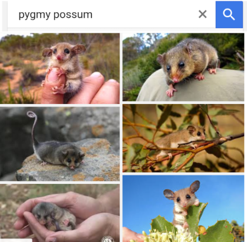 blushing-bunnies - Possum appreciation post!