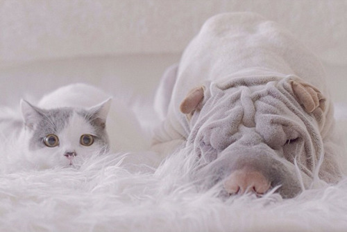 awesome-picz - World’s Most Photogenic Shar Pei And His Cat...