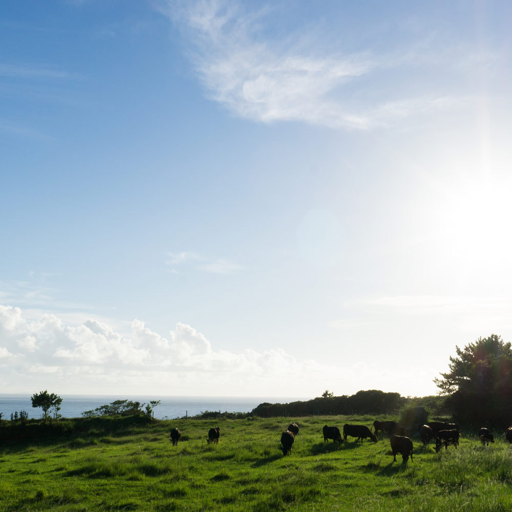 屋久島の牧場　牛と空