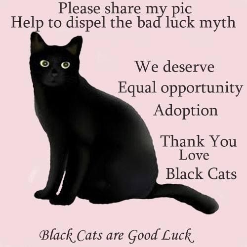 findingtheperfectcharacter:It´s good luck to see a black cat,...