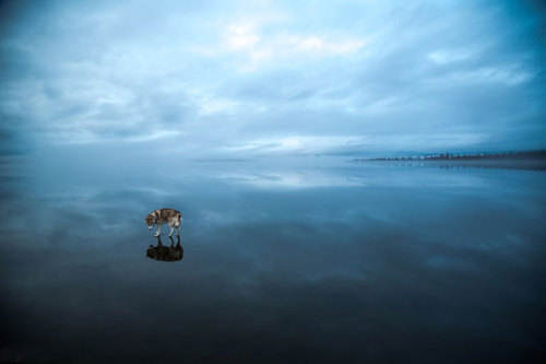 escapekit - Huskies on waterRussian photographer Fox Grom on his...