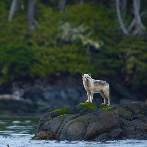wolfsheart-blog:Coastal wolf assessing the next crossing by...