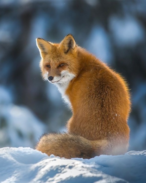 beautiful-wildlife - Red Fox by © Chris St. MichaelAlgonquin...