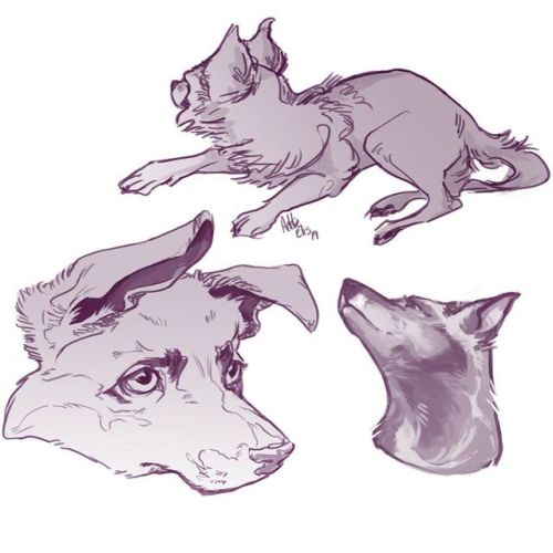 Quick German Shepherd puppy sketches. I can’t quite get them...