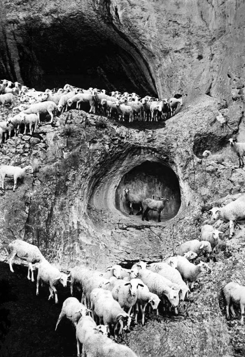 semioticapocalypse - George Krause. Sheep. Portugal....