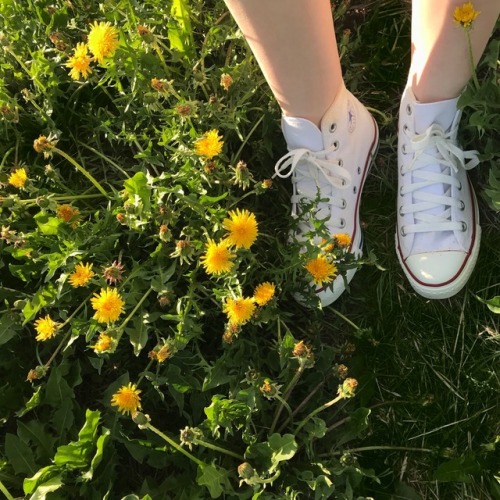 dandelions | Tumblr