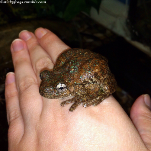 stickyfrogs - Tonight Angry Wanda Goes PUFF!(There was Not Enough...
