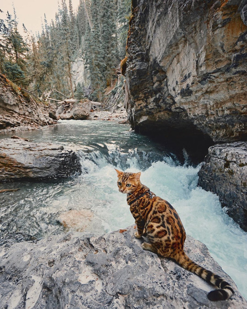 landscape-photo-graphy:Beautiful Bengal Cat Suki Adds Magic...