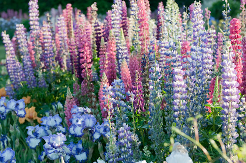 floralls - Cottage gardenby  Georgianna Lane 