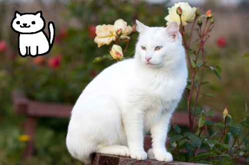 crouching-mouse:queerlynx:Real Neko Atsume Cats I know...