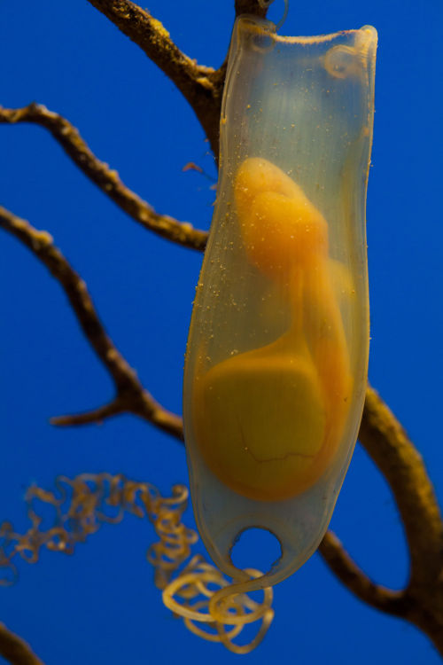 ichthyologist - Mermaid’s Purse - Catshark Egg CaseMany species...