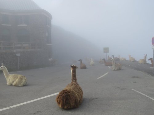 new-burg-crossing - viralthings - Tour de France delayed due to...