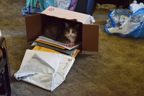 scalestails:She knocked over a box of recyclables and loafed...