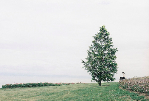 aeriferous - tree by wa cana on Flickr.