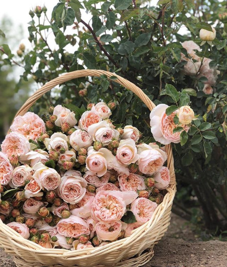 girlinthepark - grace rose farm |Santa Ynez, California. 