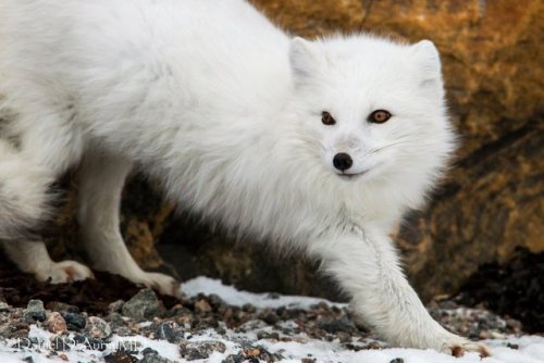 thelittleredfox:Arctic Fox by Daniel D'Auria
