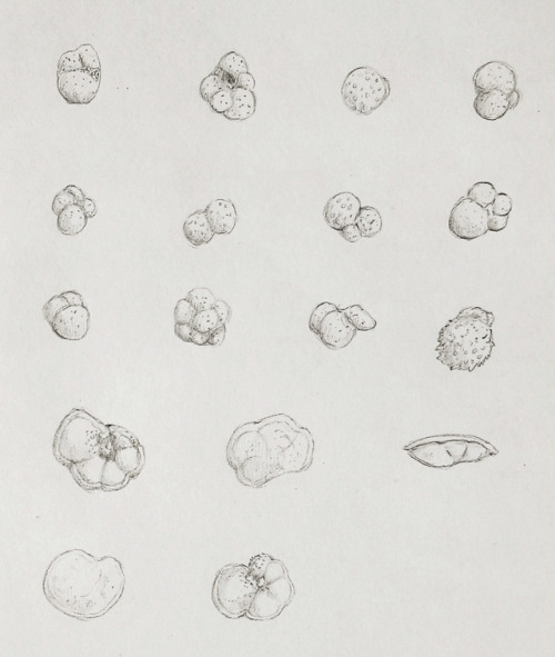 Plates of Planktonic (top) and Benthic (bottom) foraminifera...
