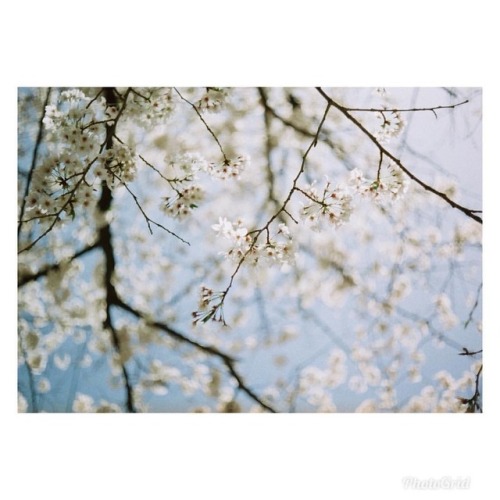toco08 - .………無題、...去年の桜を引っ張り出してきました今年は撮れるかな…………&helli