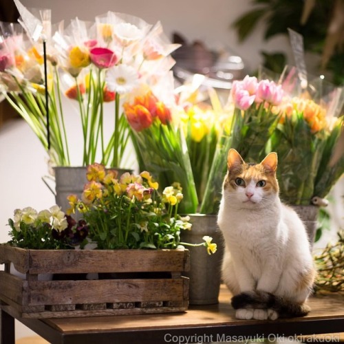 春ほねね。#cat #ねこ