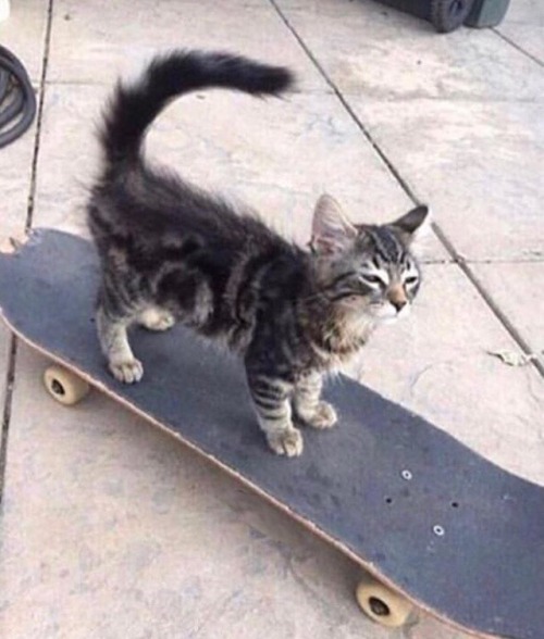 cursedcatimages - he was a skater boyshe said see you later boy
