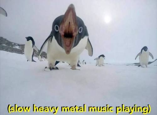catsbeaversandducks - Via Slow Heavy Metal Music Playing 