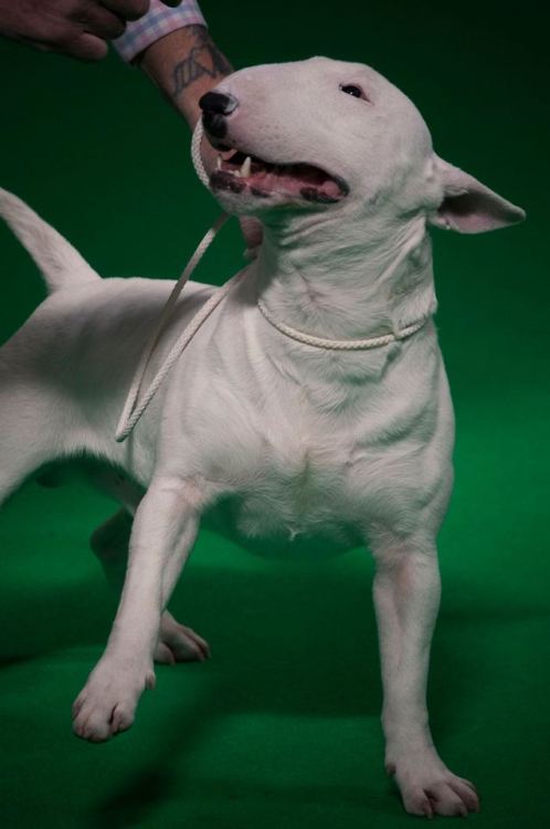 ofbullterriers - This chap had the BEST facial expressions. 