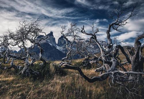 amazinglybeautifulphotography - The dead trees of Torres del...