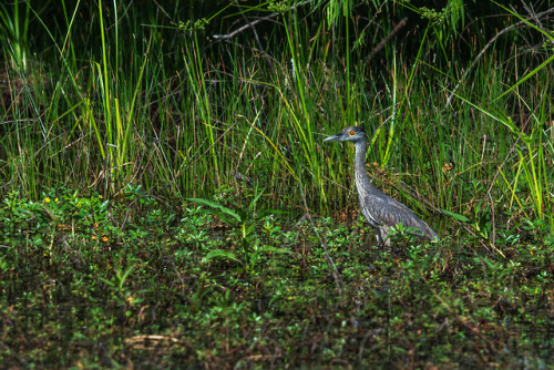 lawrencejeffersonphotography - Yellow-crowned night heron in the...